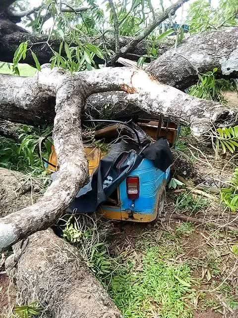 Mango Tree Crashes on Tricycle in Ikwo, Family Escapes Unhurt